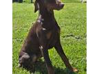 Doberman Pinscher Puppy for sale in Albany, OH, USA