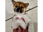 Shiba Inu Puppy for sale in Buckeye, AZ, USA