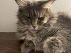 Maine Coon