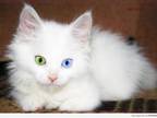 Turkish Van