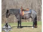 TRUE BLUE ROAN!!! Family Safe, Gentle and Quiet, Ranch or Trail Horse