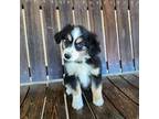 Miniature Australian Shepherd Puppy for sale in Morristown, AZ, USA