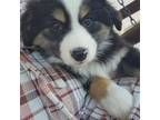 Miniature Australian Shepherd Puppy for sale in Morristown, AZ, USA