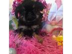 Brussels Griffon Puppy for sale in Powhatan, VA, USA