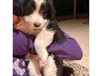 Mutt Puppy for sale in Mcpherson, KS, USA