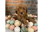 Poodle (Toy) Puppy for sale in Saint Joseph, MO, USA
