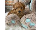 Poodle (Toy) Puppy for sale in Saint Joseph, MO, USA