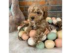 Poodle (Toy) Puppy for sale in Saint Joseph, MO, USA