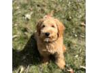 English Golden Doodle Puppies