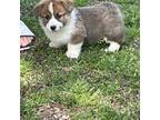 Pembroke Welsh Corgi Puppy for sale in Hawkinsville, GA, USA