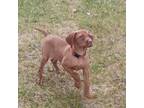 Vizsla Puppy for sale in Rushford, MN, USA