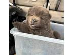 Chow Chow Puppy for sale in Trion, GA, USA