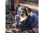 Australian Cattle Dog Puppy for sale in Rock Hill, SC, USA