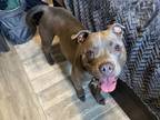 Jax, American Pit Bull Terrier For Adoption In Yakima, Washington