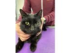 Donato, Domestic Shorthair For Adoption In Indianapolis, Indiana