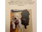Poodle (Toy) Puppy for sale in Stamford, CT, USA