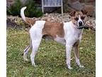 Klinger, Jack Russell Terrier For Adoption In Sussex, New Jersey
