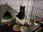 Willie, Domestic Shorthair For Adoption In Phillipsburg, New Jersey