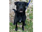 Buddy, Labrador Retriever For Adoption In Houston, Texas