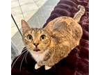 Ramona (laid Back Gal), Domestic Shorthair For Adoption In Rochester, New York