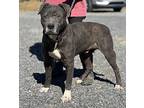 Emmitt, American Pit Bull Terrier For Adoption In Guntersville, Alabama