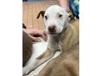 Freya Otcl2 2/27/24, American Pit Bull Terrier For Adoption In San Angelo, Texas