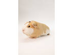 Custard, Guinea Pig For Adoption In Lowell, Massachusetts