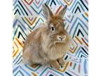 Venus, Lionhead For Adoption In Williston, Florida