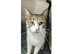 Lovebug, Domestic Shorthair For Adoption In Osage Beach, Missouri