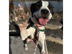 Gemma, American Pit Bull Terrier For Adoption In Wheaton, Illinois