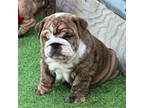 Bulldog Puppy for sale in Gainesville, TX, USA