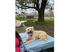 Pancho, Terrier (unknown Type, Small) For Adoption In Turlock, California