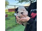 Bulldog Puppy for sale in Gainesville, TX, USA