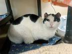 Little Ears, Domestic Shorthair For Adoption In Santa Rosa, California