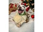 Peppa, American Staffordshire Terrier For Adoption In Boardman, Ohio