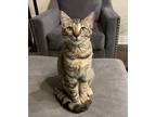 Jj, Domestic Shorthair For Adoption In Fort Worth, Texas