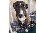 Dola, Bull Terrier For Adoption In San Gabriel, California