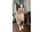 Earl, Domestic Shorthair For Adoption In Columbus, Ohio