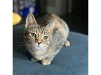 Table (courtesy Post), Domestic Shorthair For Adoption In Mountain View