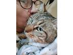 Yappy Cat, Domestic Mediumhair For Adoption In York, Pennsylvania