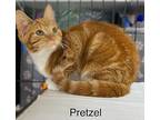 Pretzel - Center, Domestic Shorthair For Adoption In Oakland Park, Florida