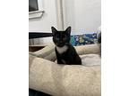 Socks, American Shorthair For Adoption In Brooklyn, New York