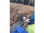 Sammy, American Pit Bull Terrier For Adoption In Kingston, New York