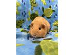 Hoba (bonded To Harri), Guinea Pig For Adoption In Imperial Beach, California