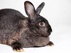 Sokka, Mini Rex For Adoption In Kingston, Ontario