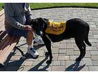 Shadow, Labrador Retriever For Adoption In Carlsbad, California