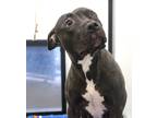 Cher, American Pit Bull Terrier For Adoption In Washington, District Of Columbia