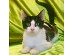 Dottie, Domestic Shorthair For Adoption In Rowland Heights, California