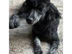 Poodle (Toy) Puppy for sale in Titusville, FL, USA