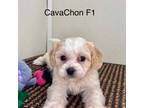 CavaChon Female Puppy